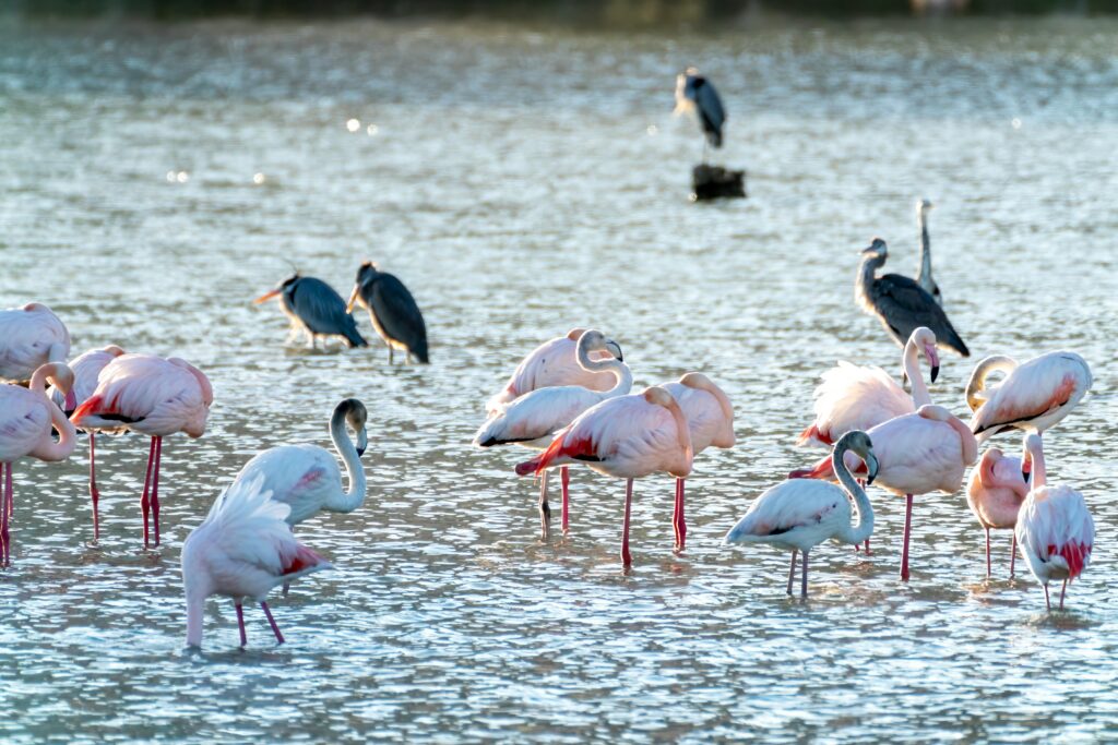 Phoenicopterus roseus