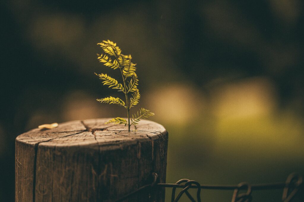 A small fern plant emerging from a tree stump symbolizes nature's resilience and growth.